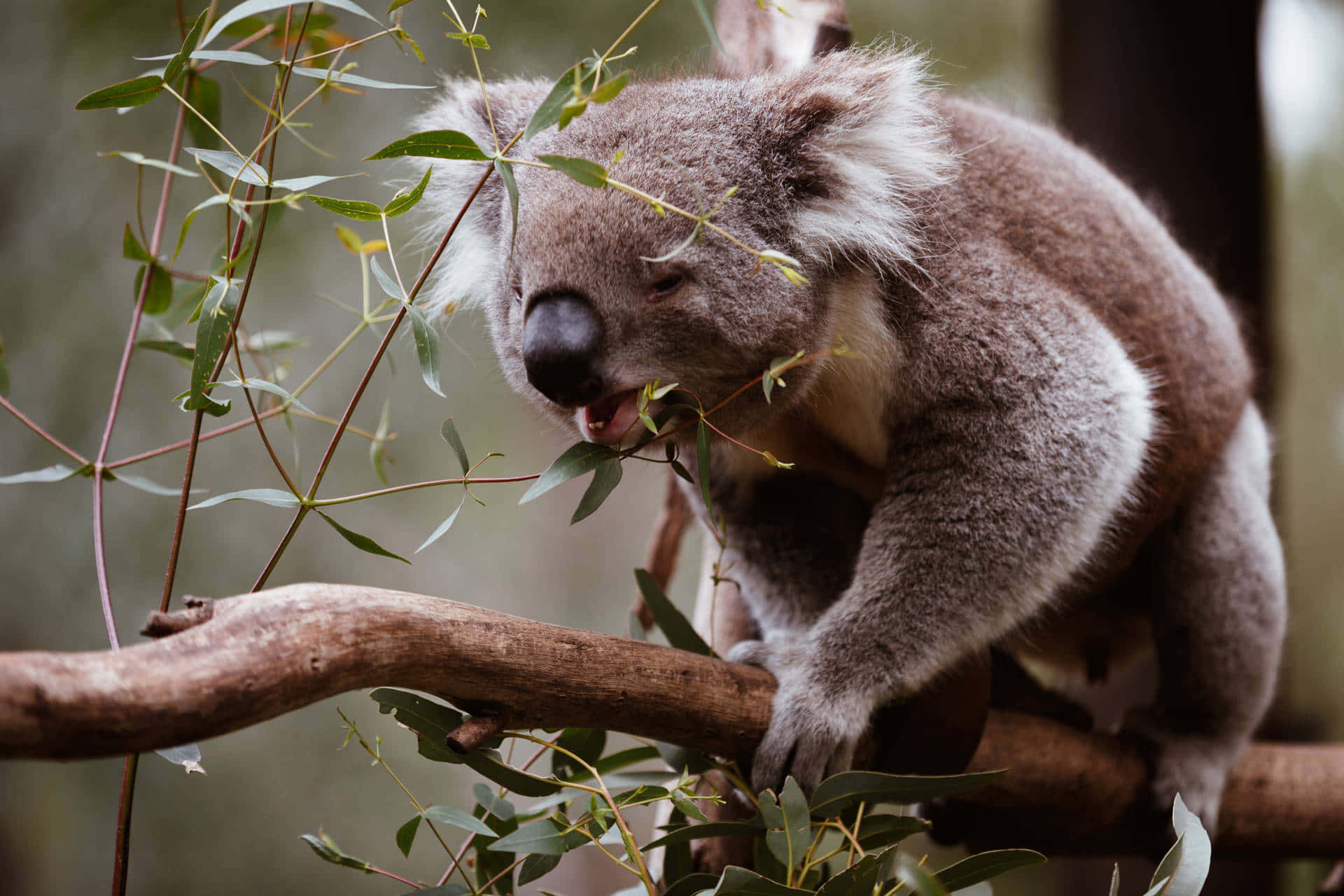 A koala amongst the eucalyptus trees
