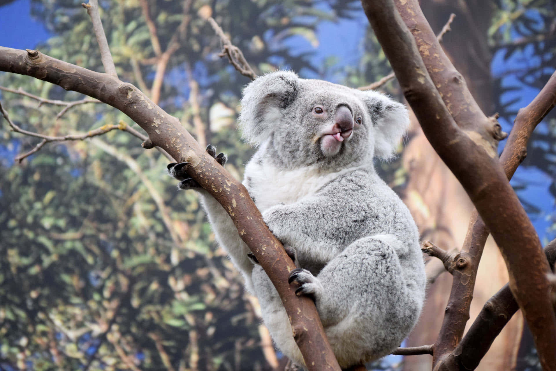 Søvnigkoala Hængende I En Eukalyptustræ.