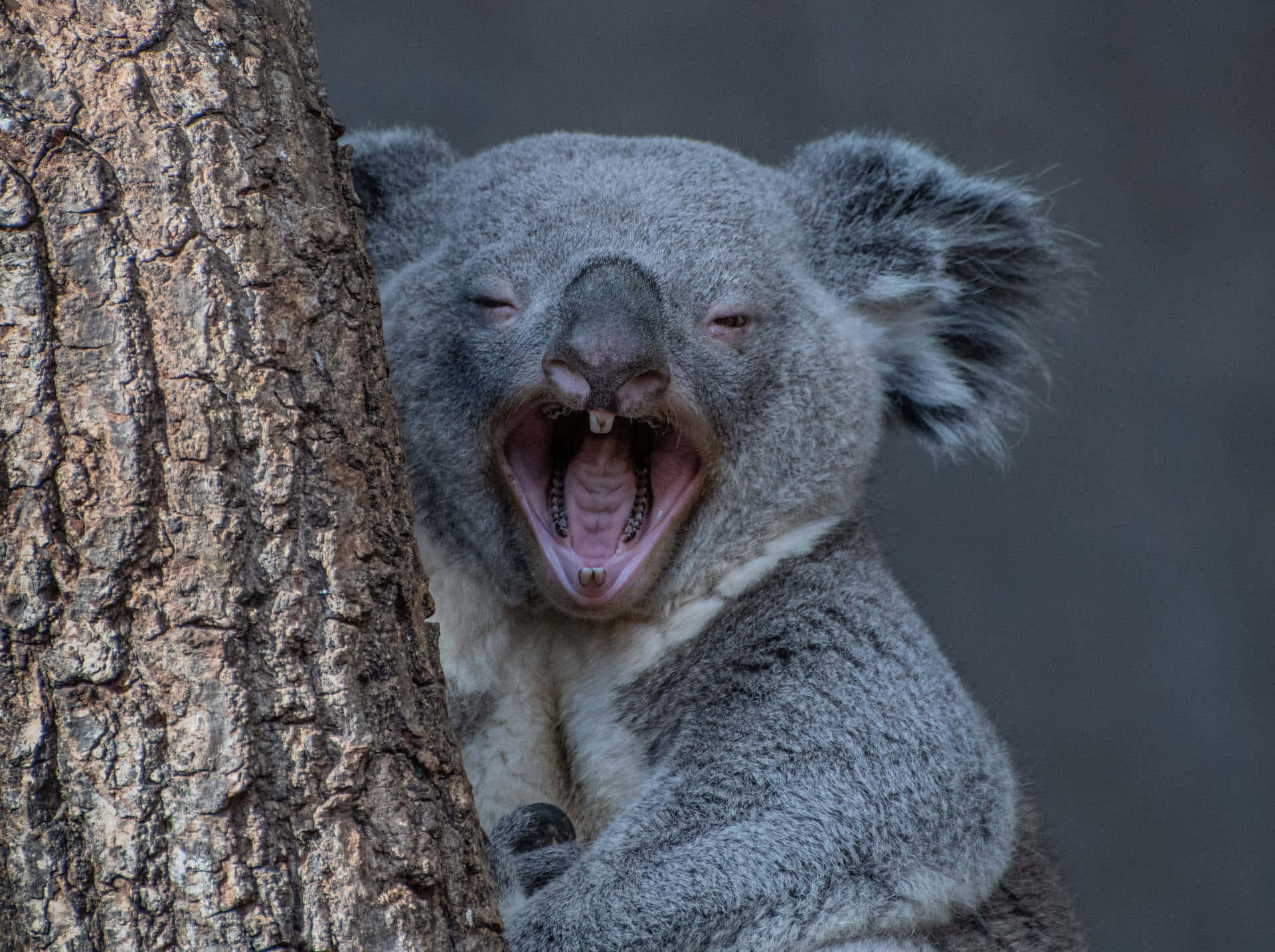Koalaklettert Auf Einem Baum