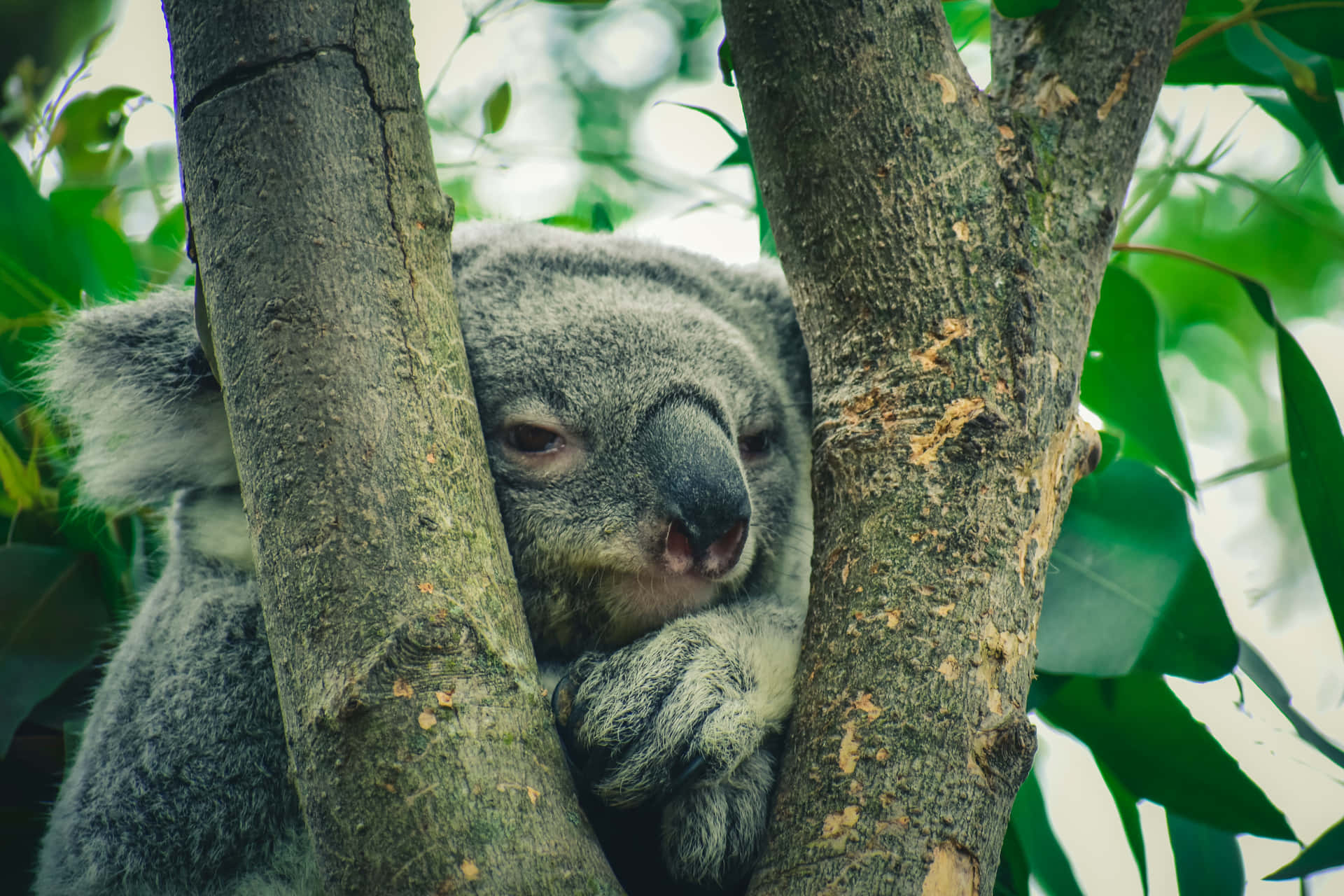 Primopiano Di Una Madre Koala Con Il Suo Cucciolo