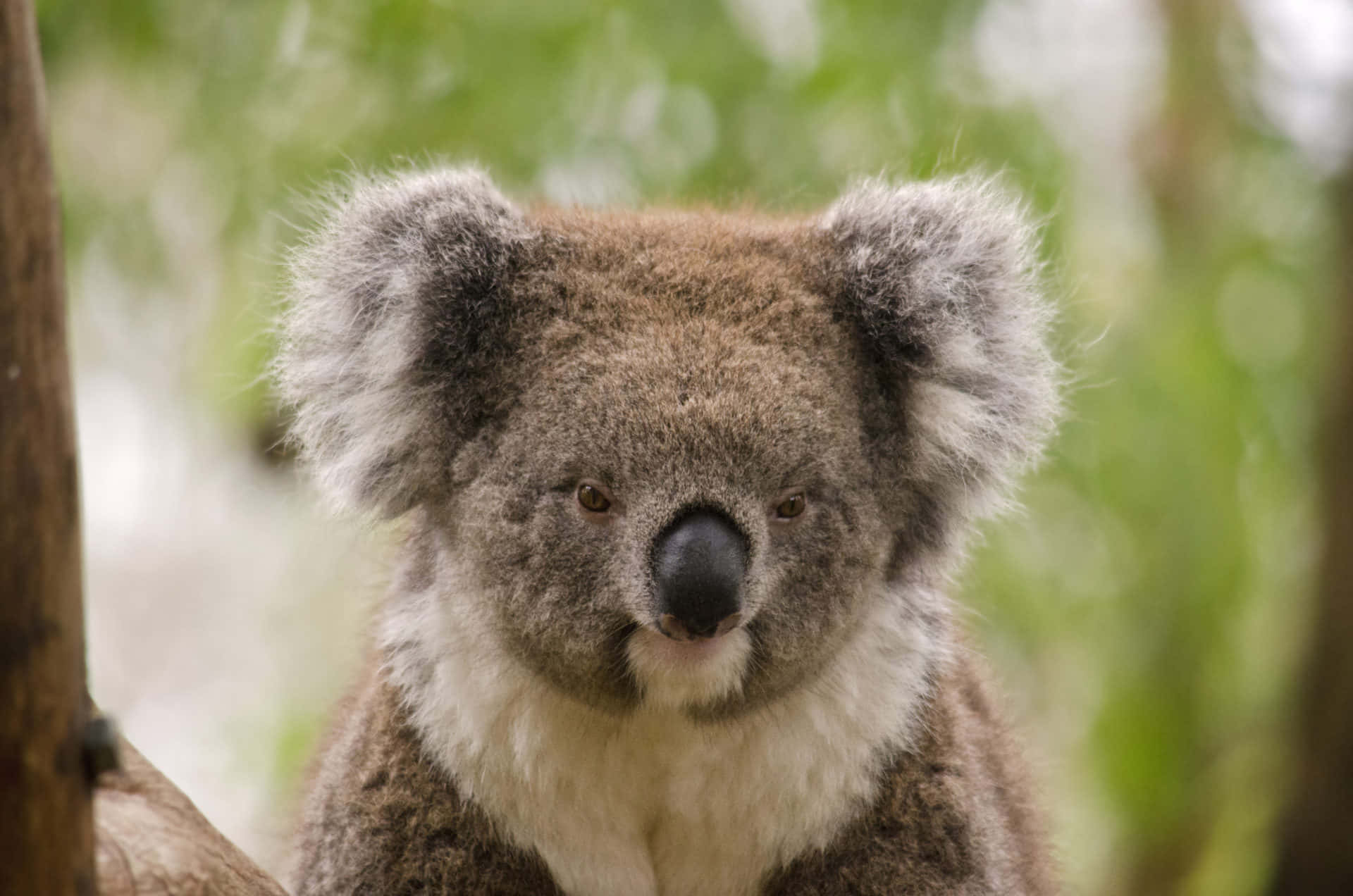 Envild Koala Sidder Øverst På En Trægren Dybt Inde I Den Australske Ødemark.