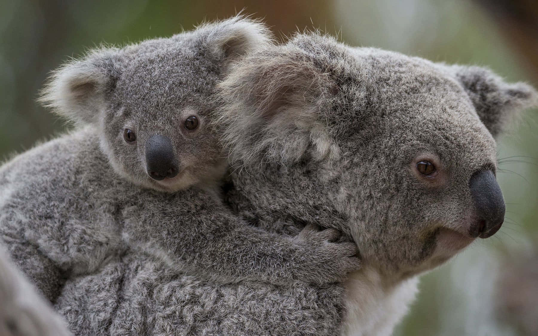 A mother koala carrying her young joey in her pouch