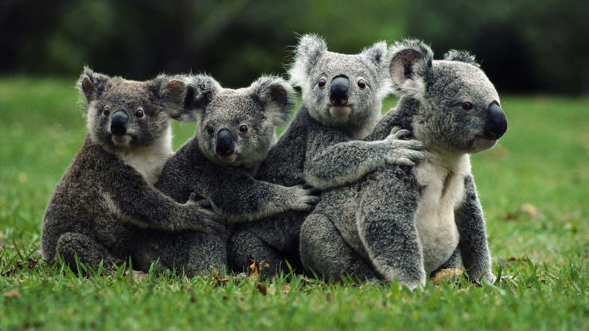 Etnærbillede Af En Smuk Koala, Der Putter Sig Op Imod Stammen Af Et Træ.