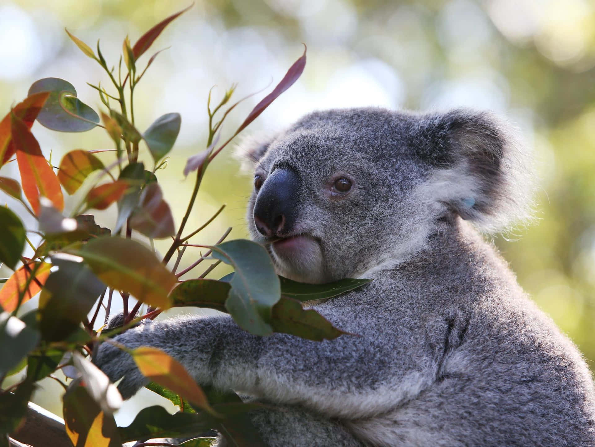 A lonely koala taking a winter nap