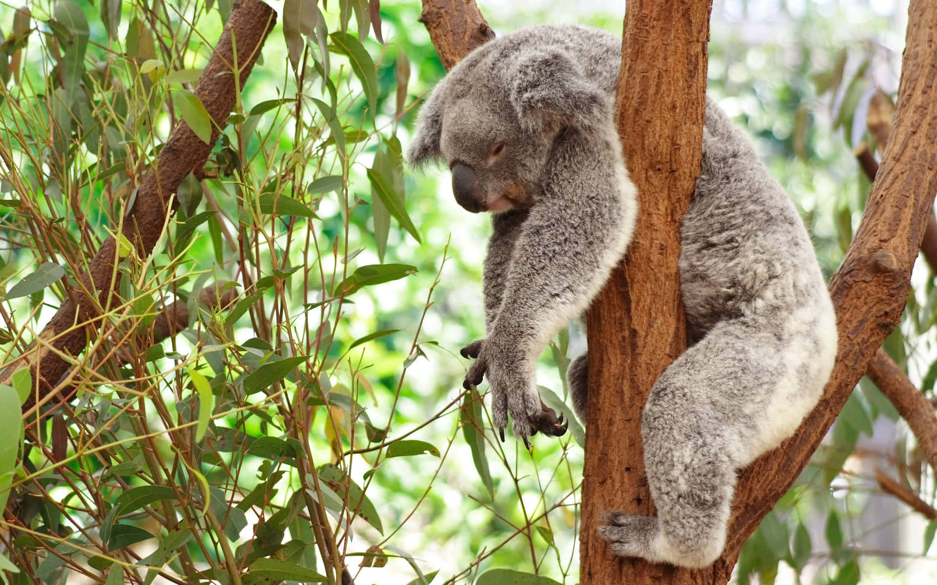 A Koala Enjoying Life in a Tree