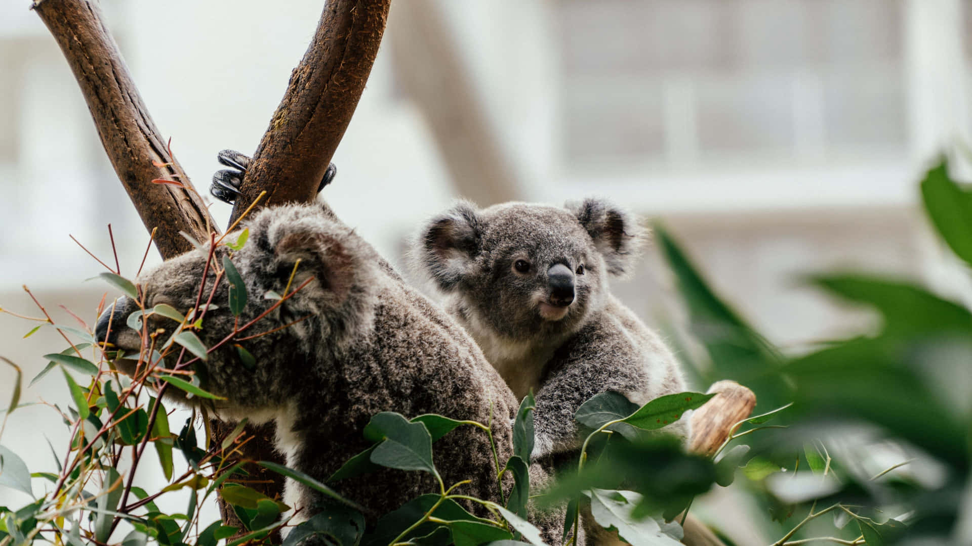 Billedeaf Koala Hængende Fra En Eukalyptus Træ