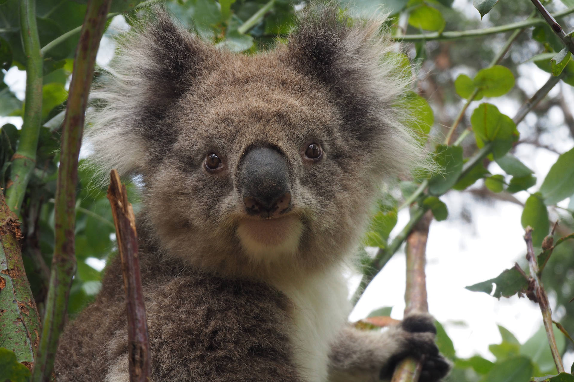 Koala Bear Close-up Wallpaper