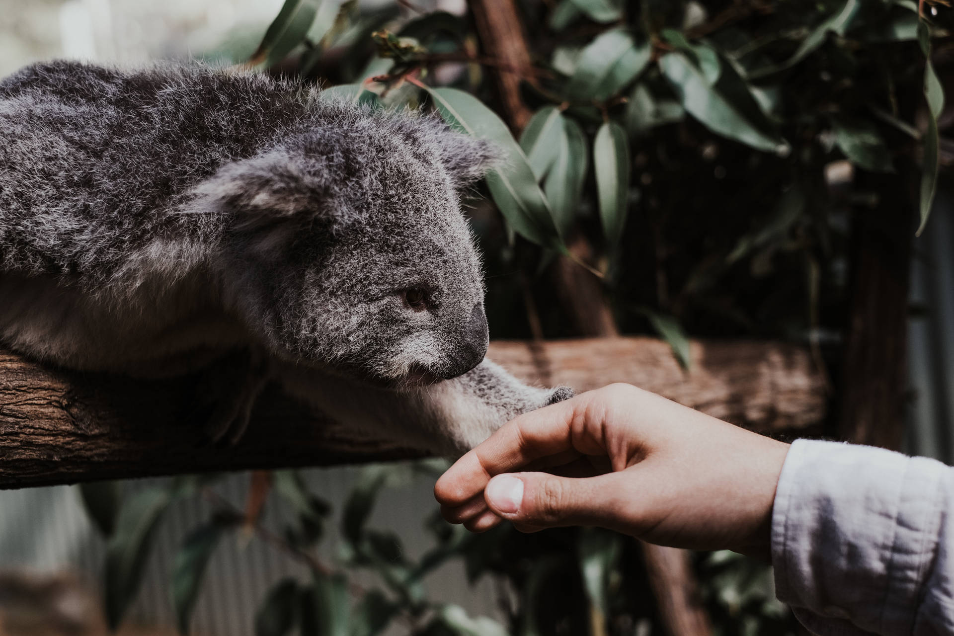 Koala Bear Holding Human Hand Wallpaper