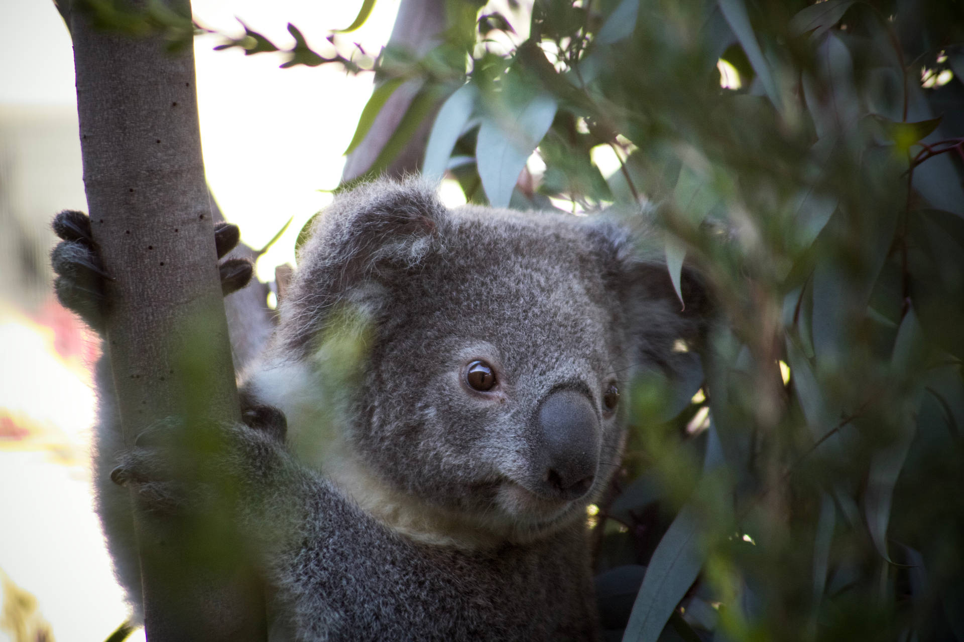 Koala Bear On A Tree Wallpaper
