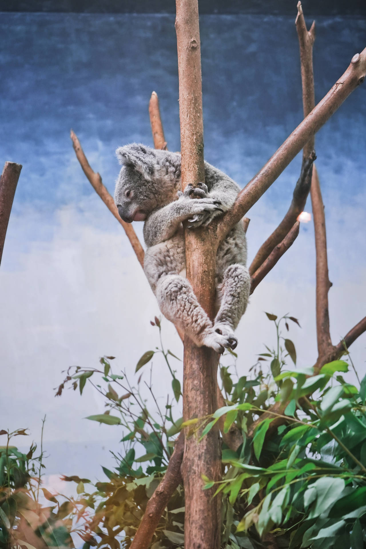 Koala Bear Perched On Tree Wallpaper