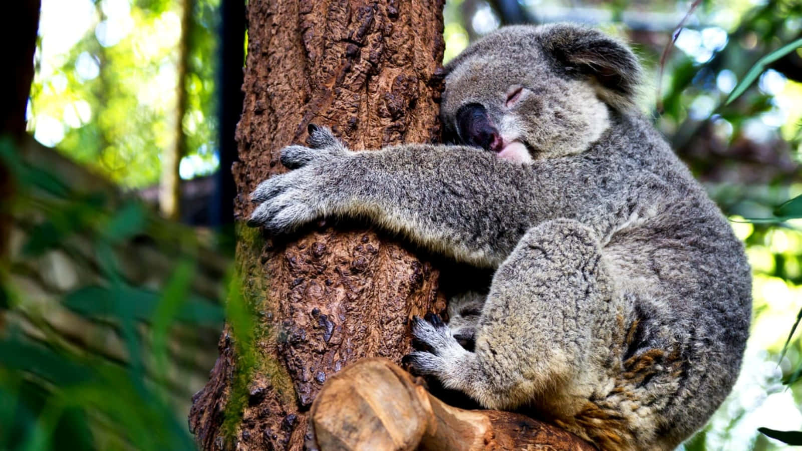A Koala Bear Eating Leaves in a Tree