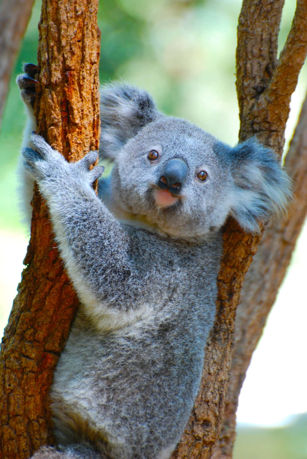 A cuddly Koala Bear perched on a tree