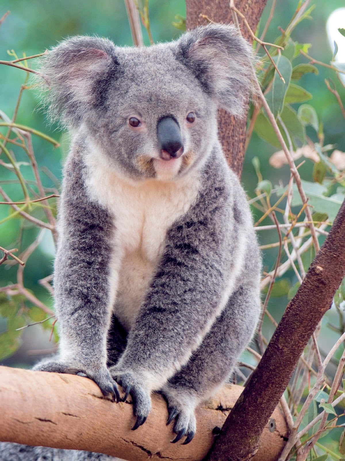 Iconanazionale Dell'australia: Il Koala