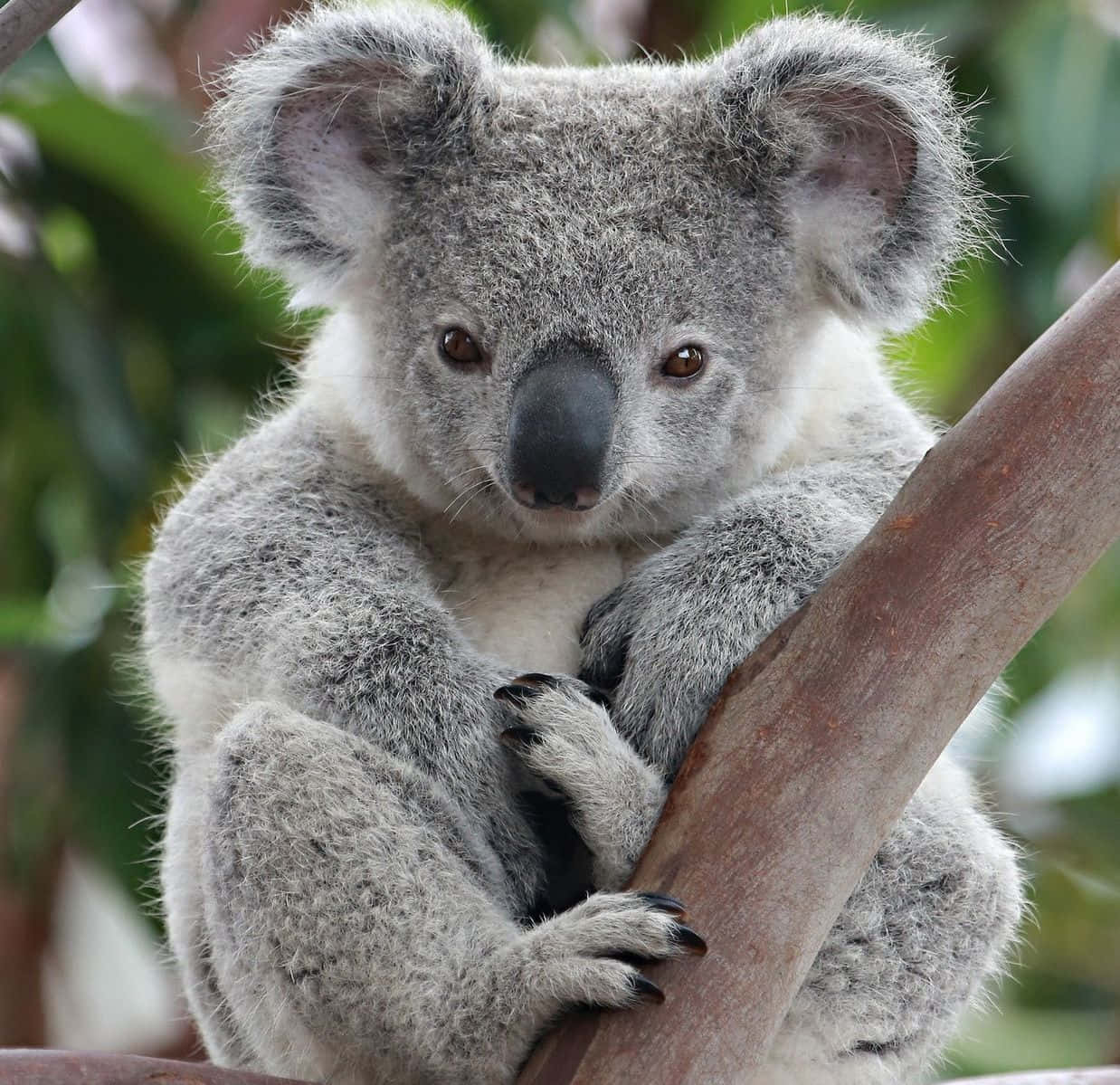 "Cuddle up with a Koala Bear!"