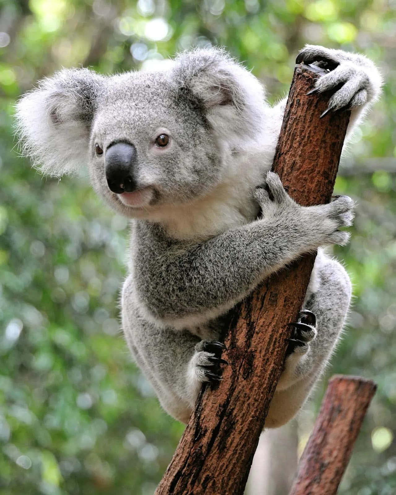 A Friendly Koala Bear Sits in a Tree