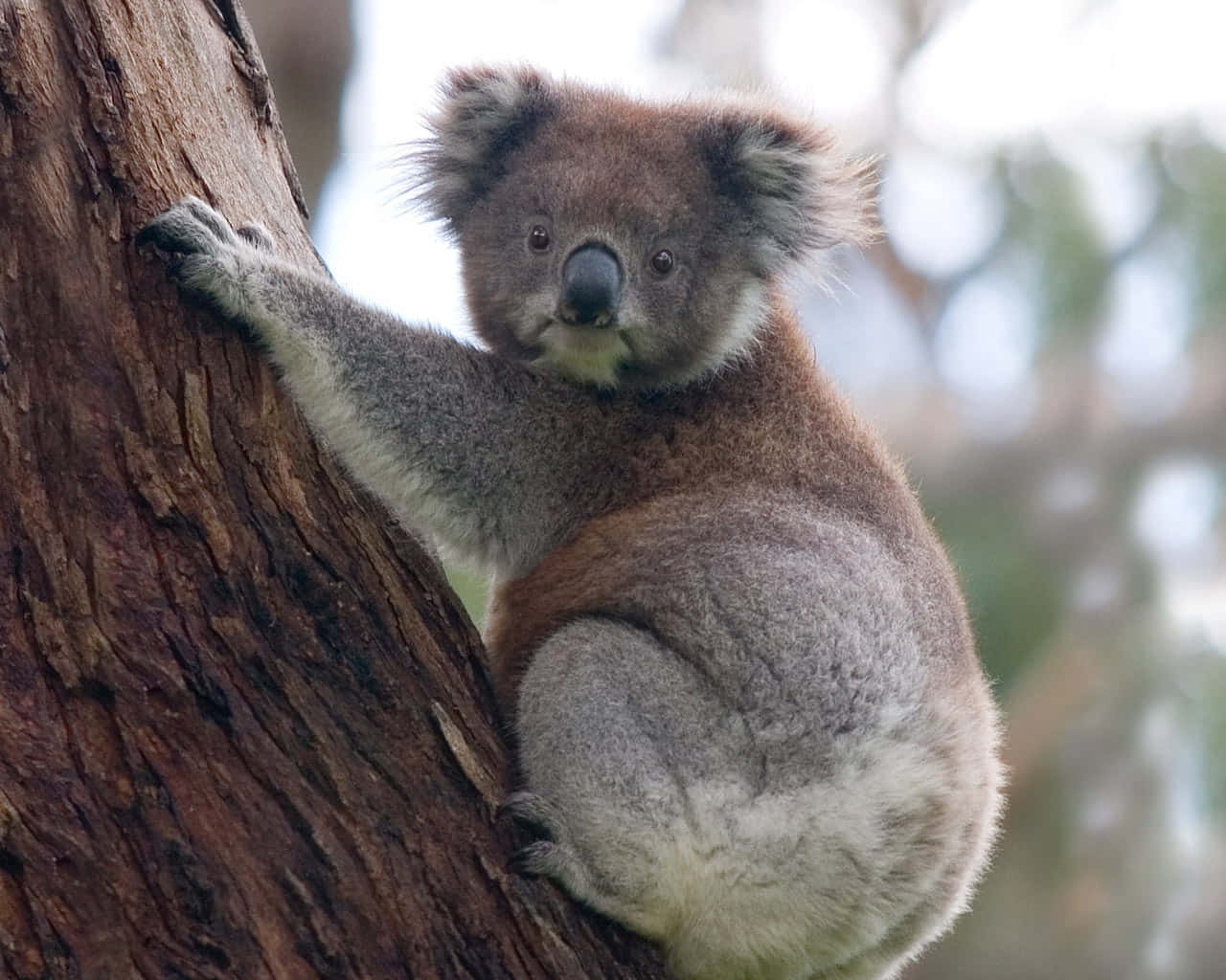 A peaceful koala bear resting in a tree.
