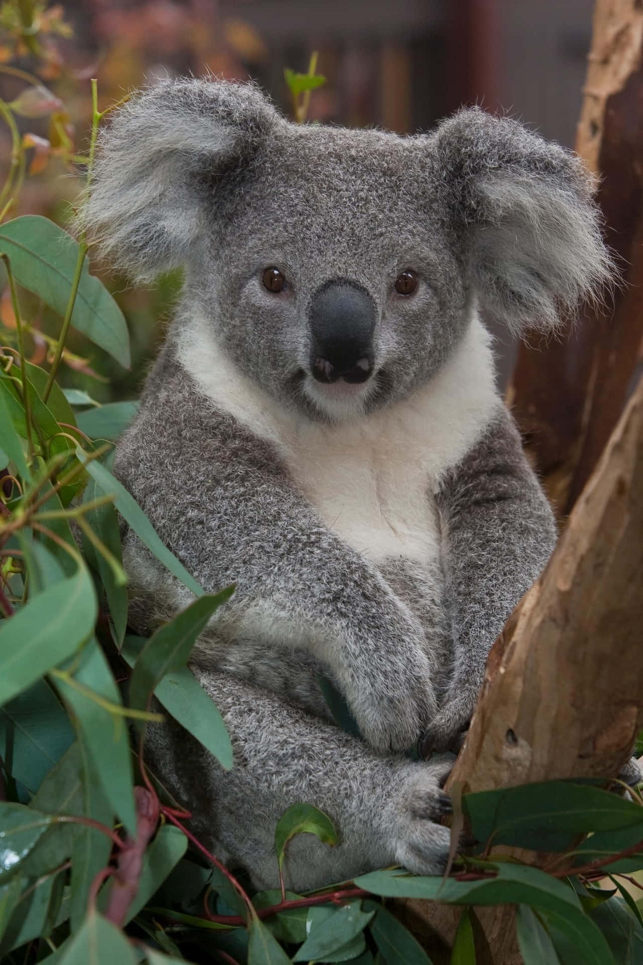 Cuddly Koala Bear Snuggling a Tree