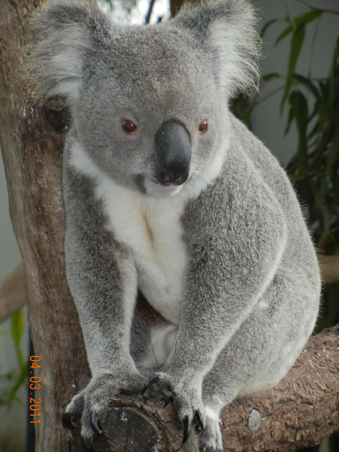 A Koala Bear Sitting on a Branch in Australia