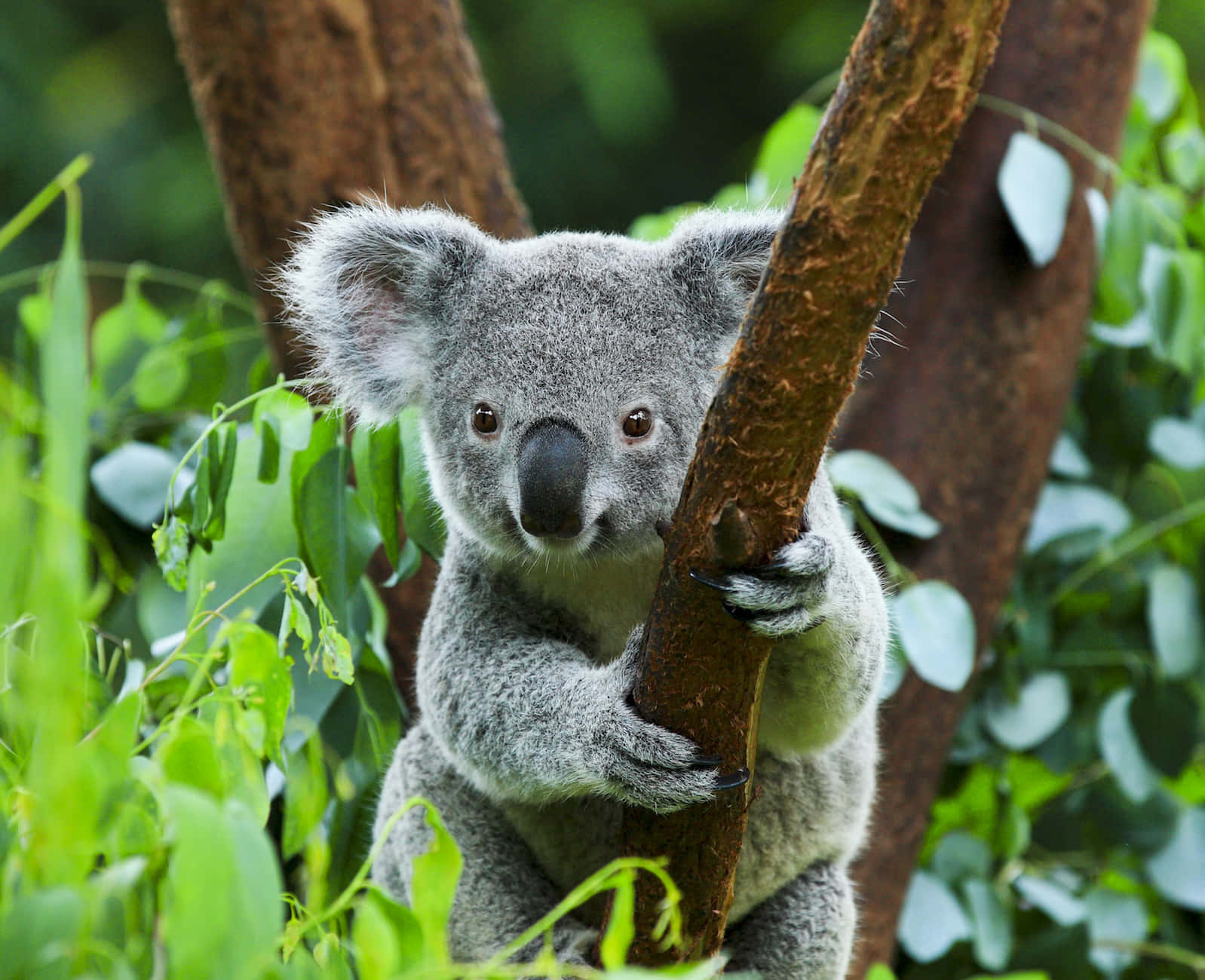 A Koala Bear Sitting and Looking Adorably