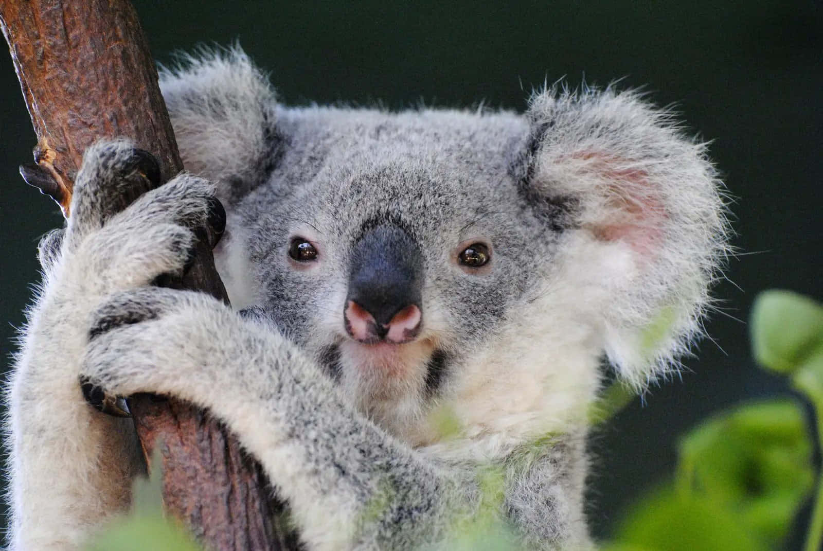 Untenero Koala Accoccolato Su Un Albero