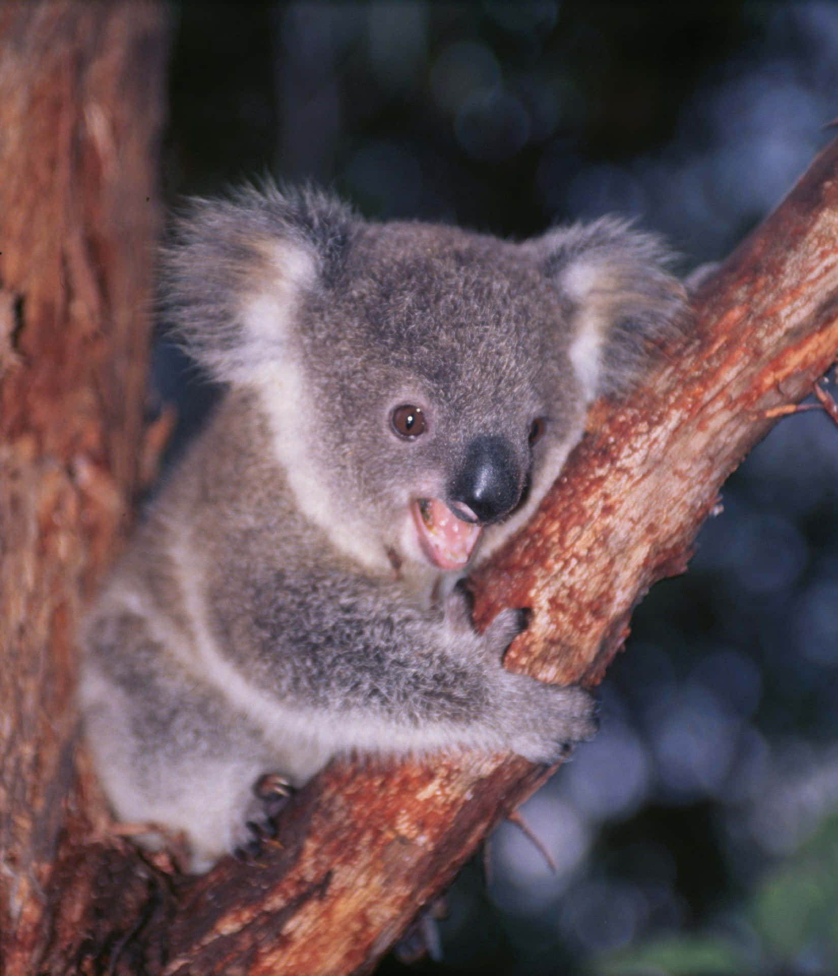 Adorably Cute Koala Bear