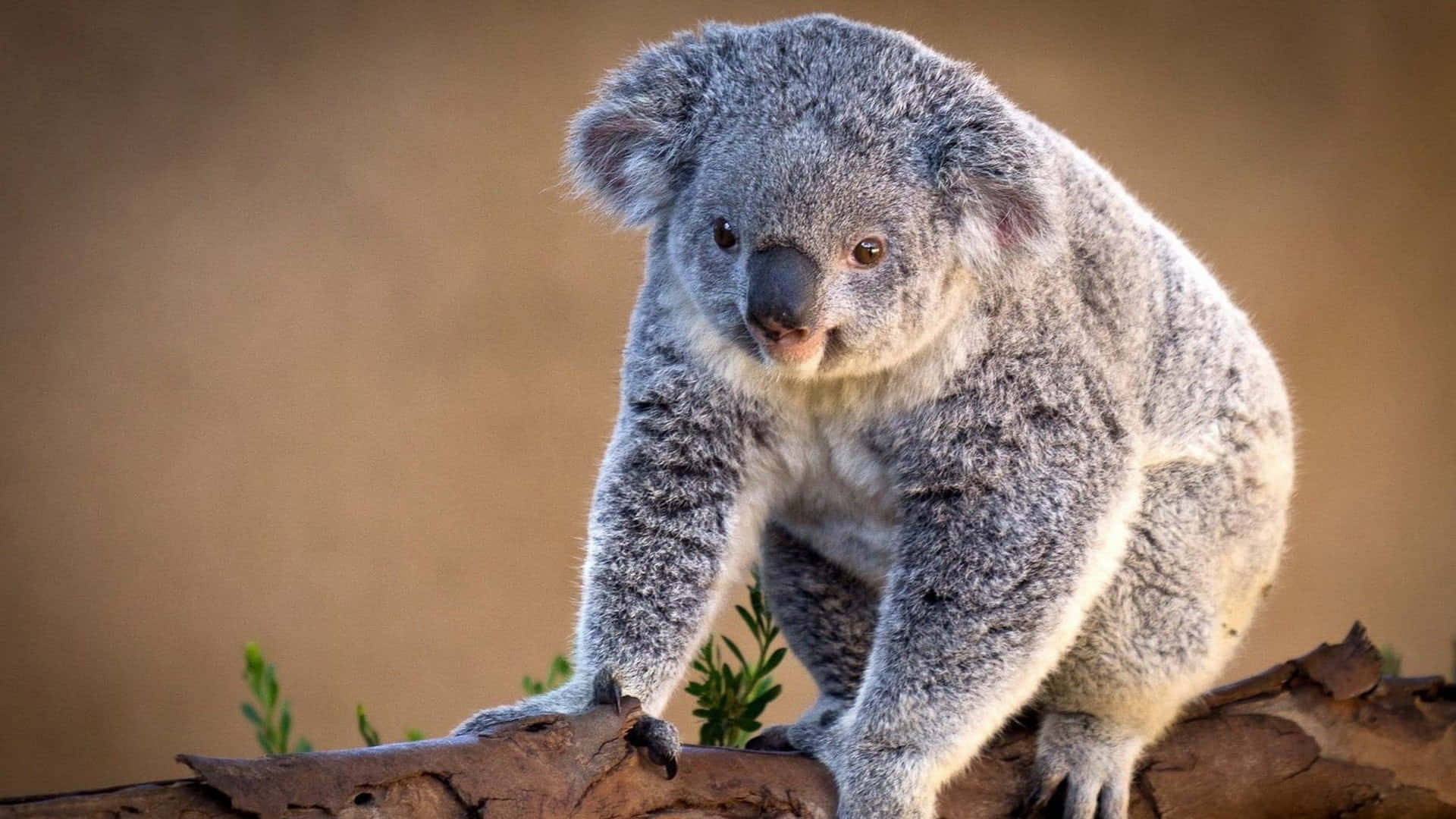 A Koala Bear Looking Through Its Ears