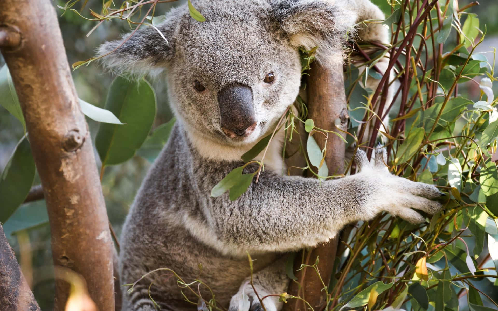 Adorable Koala Bear Lazing Under the Shade of an Eucalyptus Tree