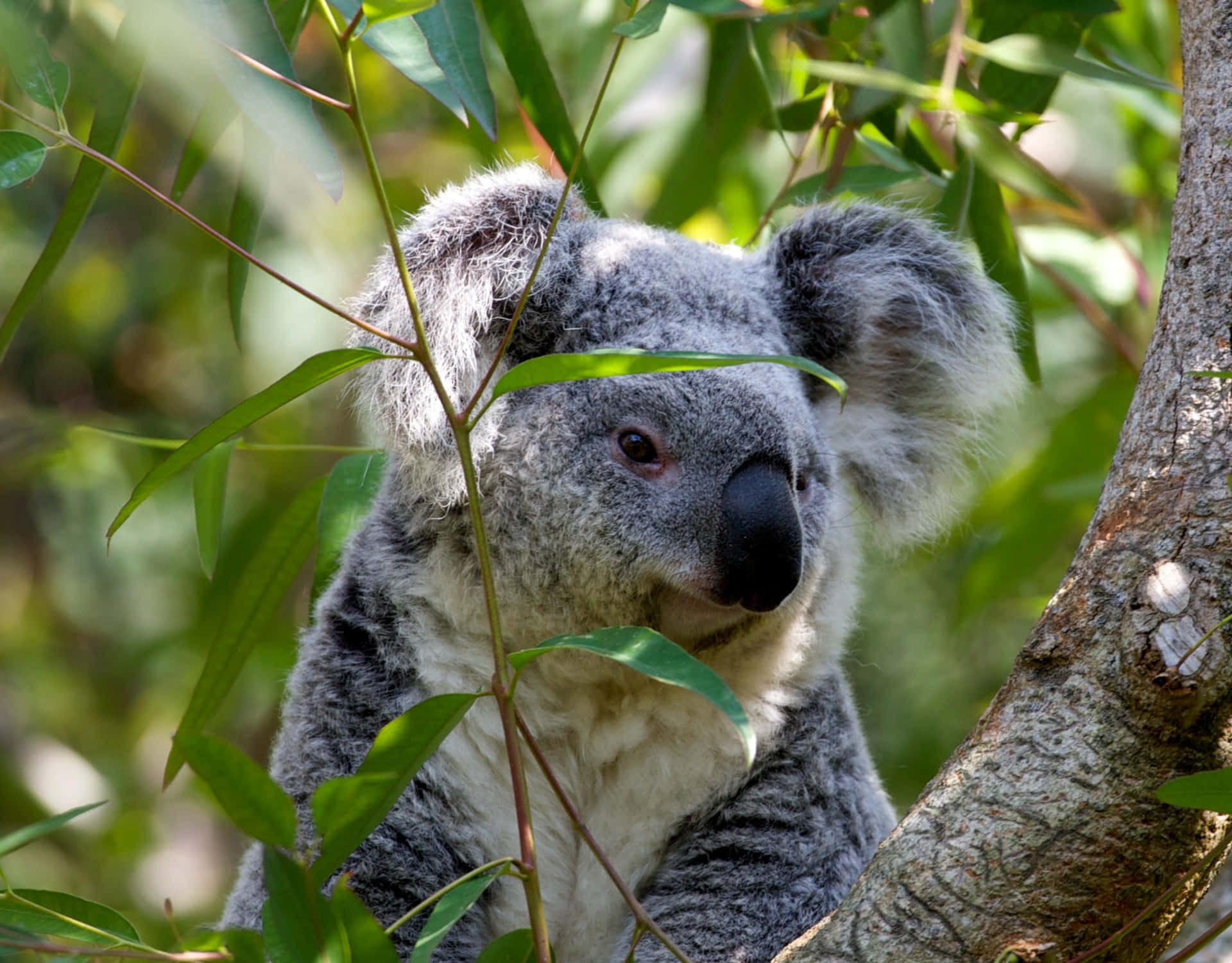 A Koala Bear perched high in its Eucalyptus tree.