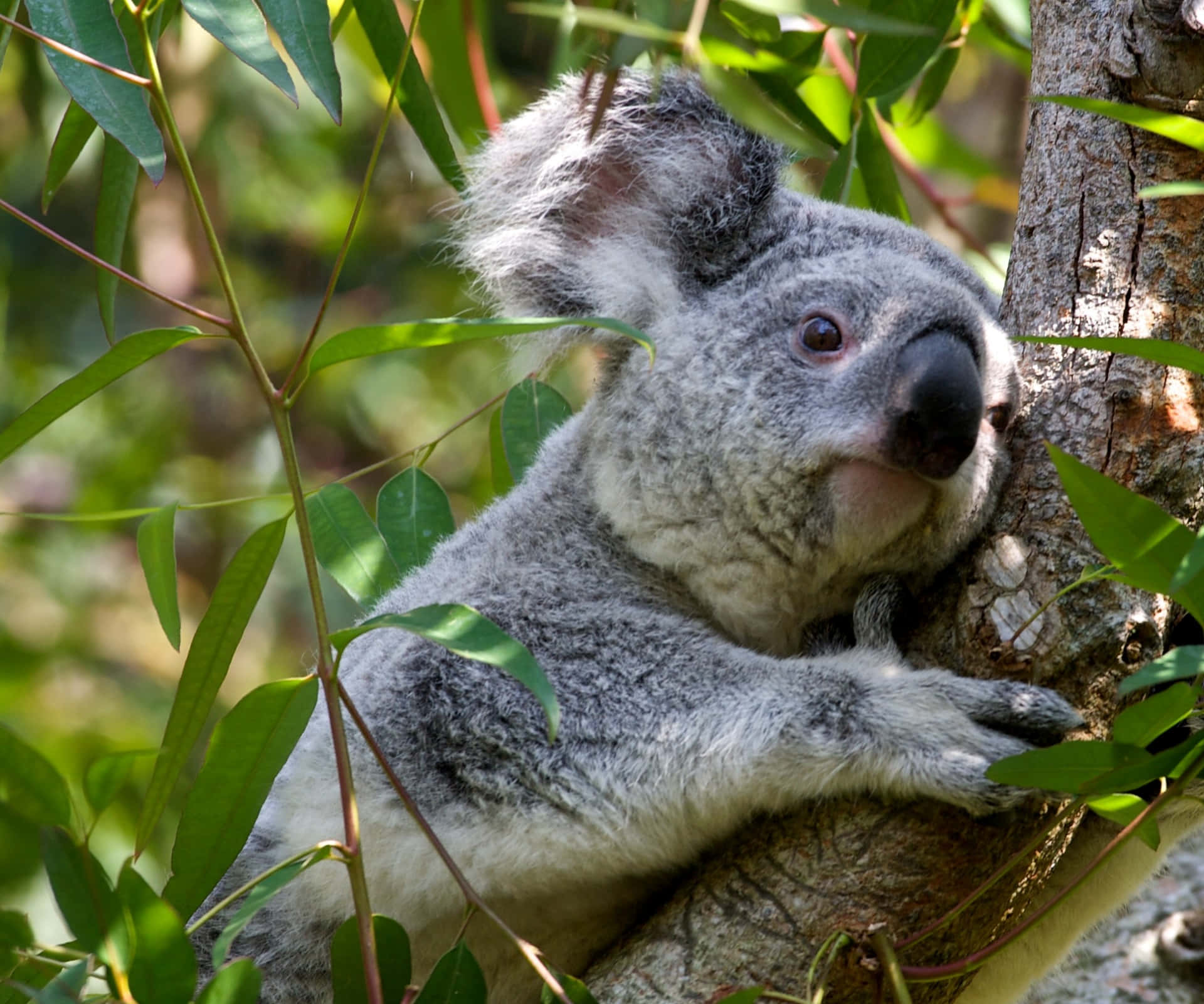 A cute koala bear peers out from atop a eucalyptus tree