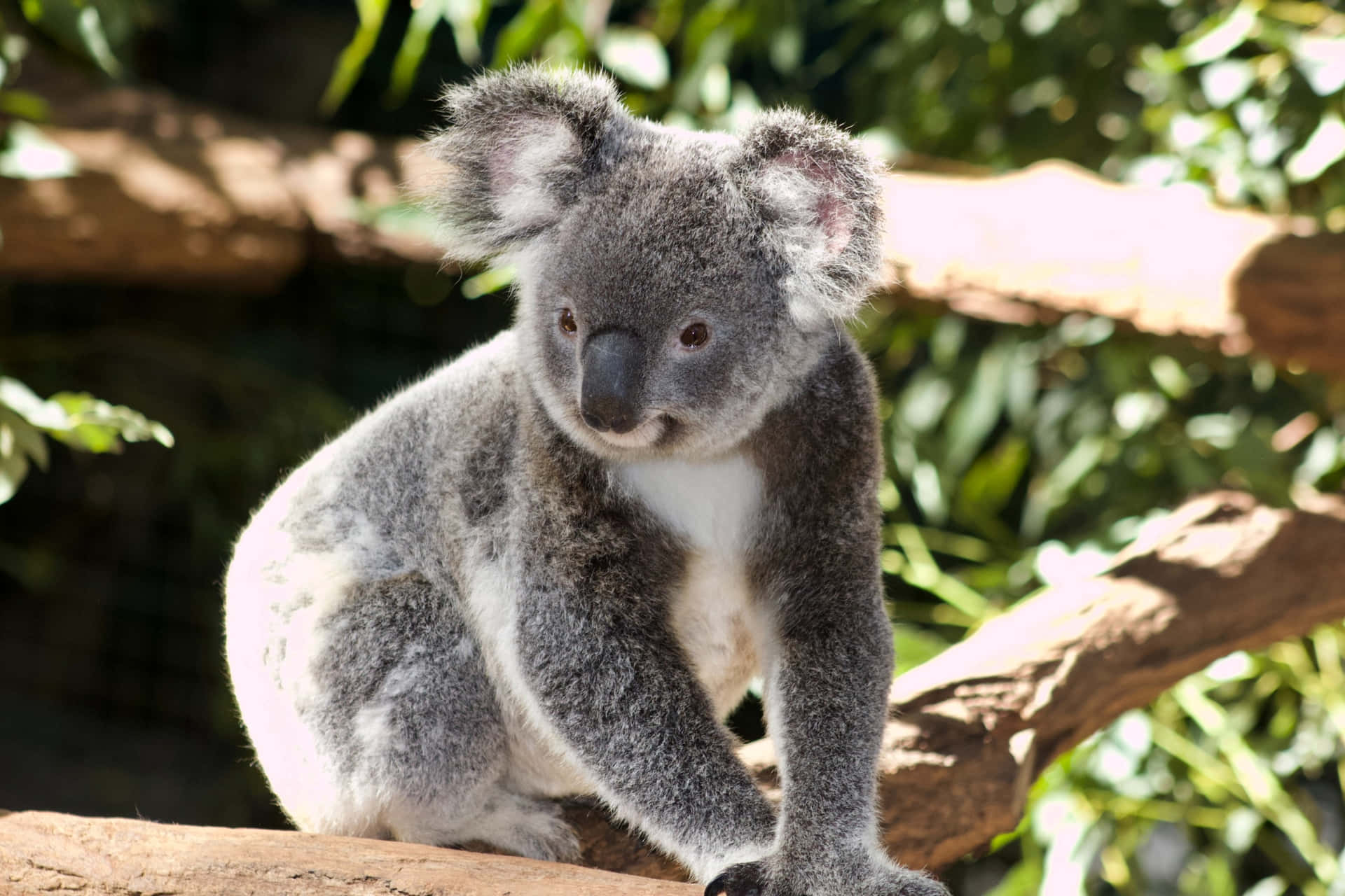 A Koala Is Sitting On A Branch In A Zoo
