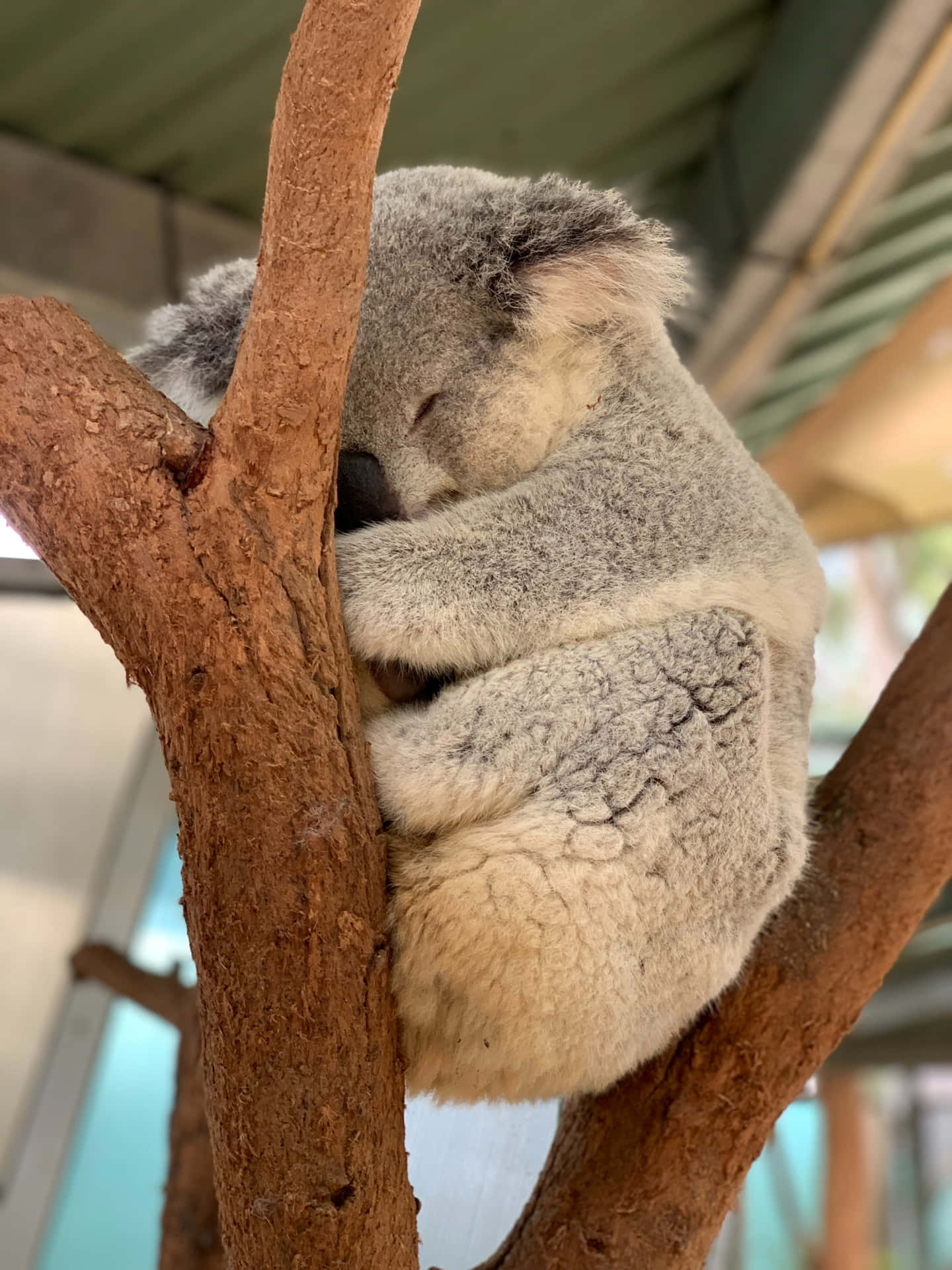 Cute and cuddly koala bear taking a nap