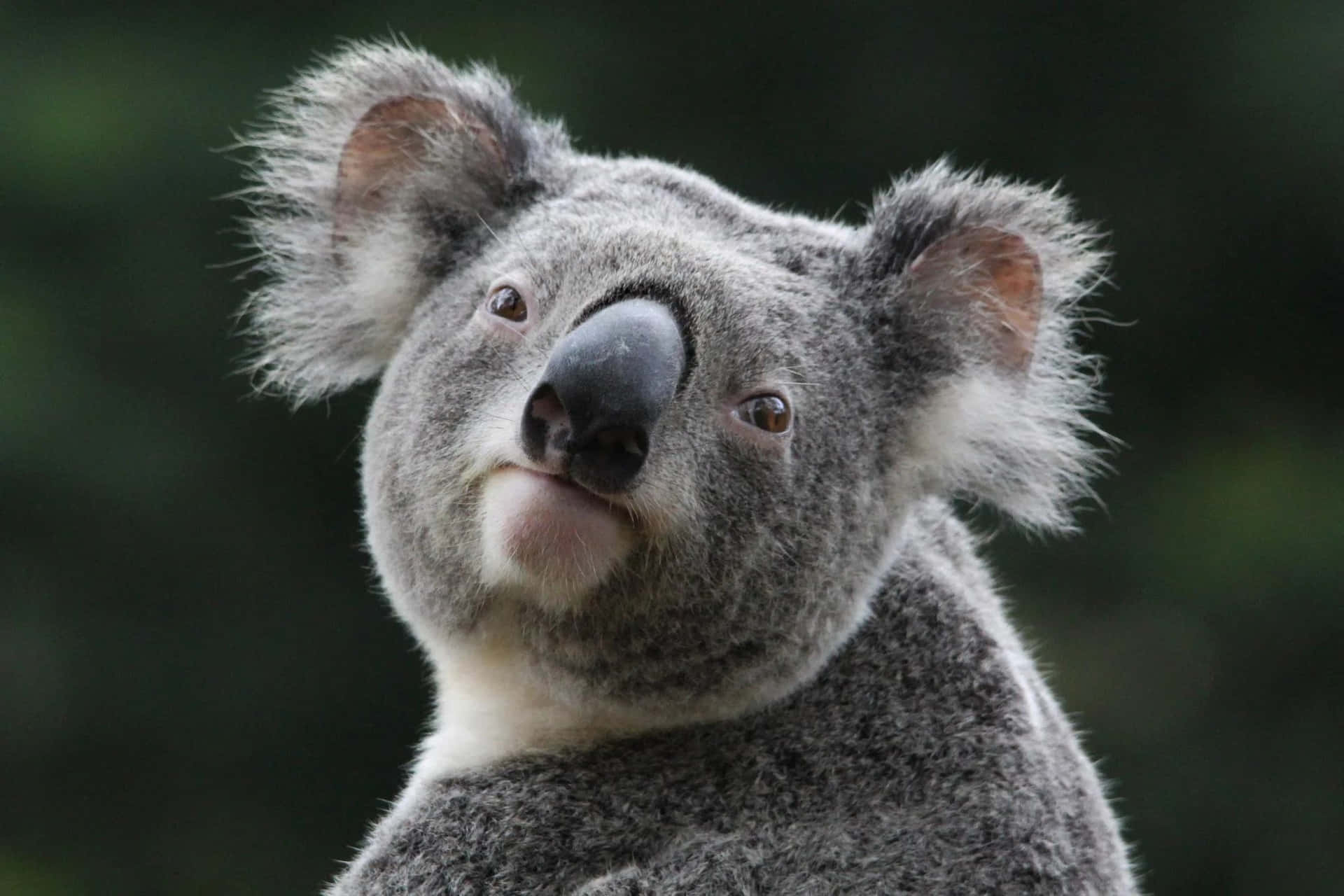 100+] Koala Bear Pictures