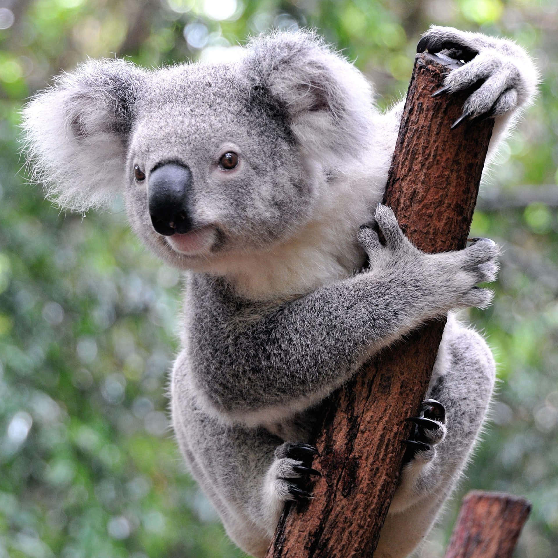Image  Koala Bear Sitting in a Tree