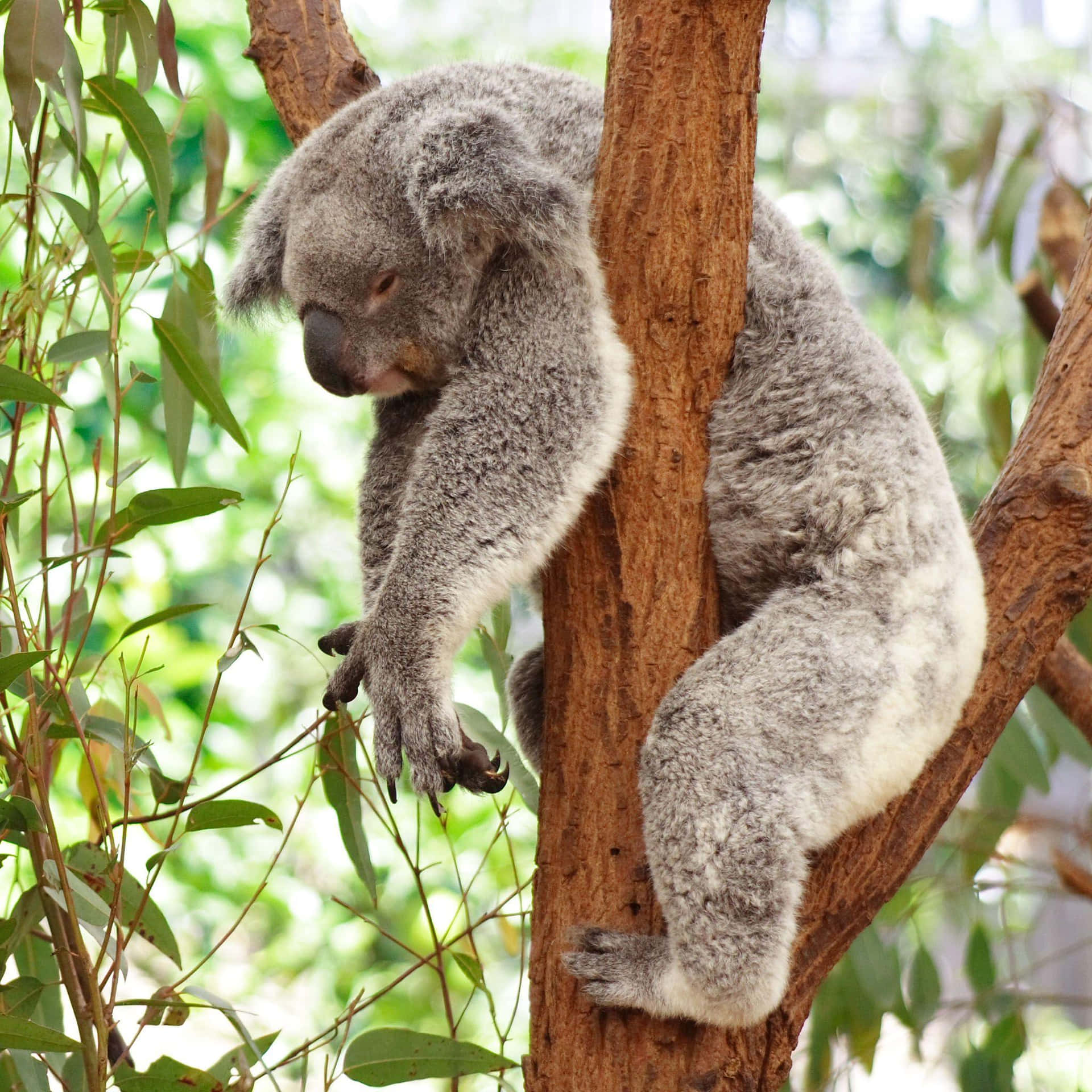 A Koala Bear Is Sleeping In A Tree