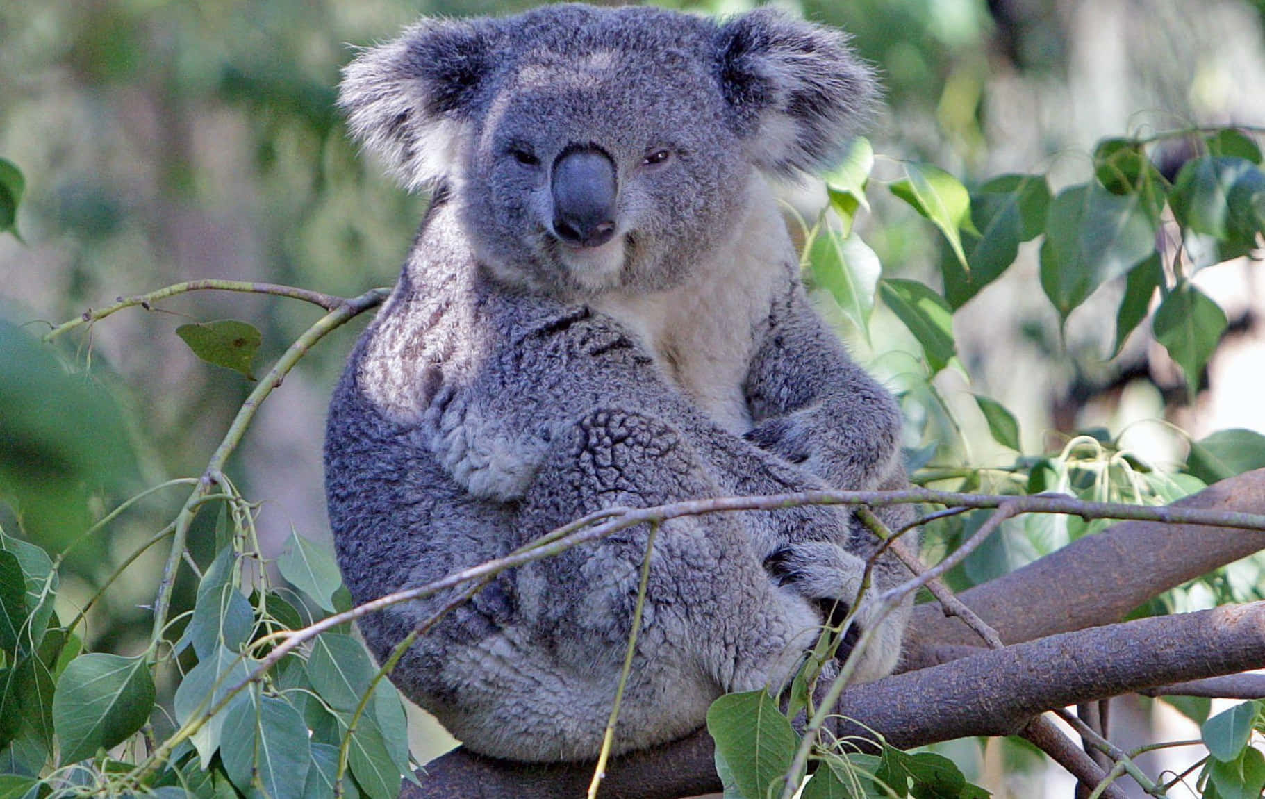 A koala bear perched in a tree reaching for some leaves