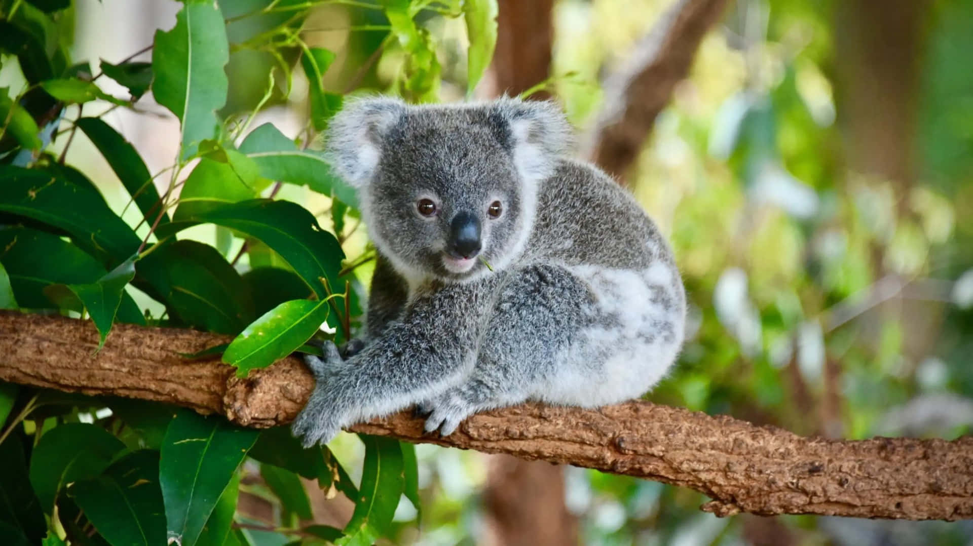 A Closeup Photo of a Koala Bear