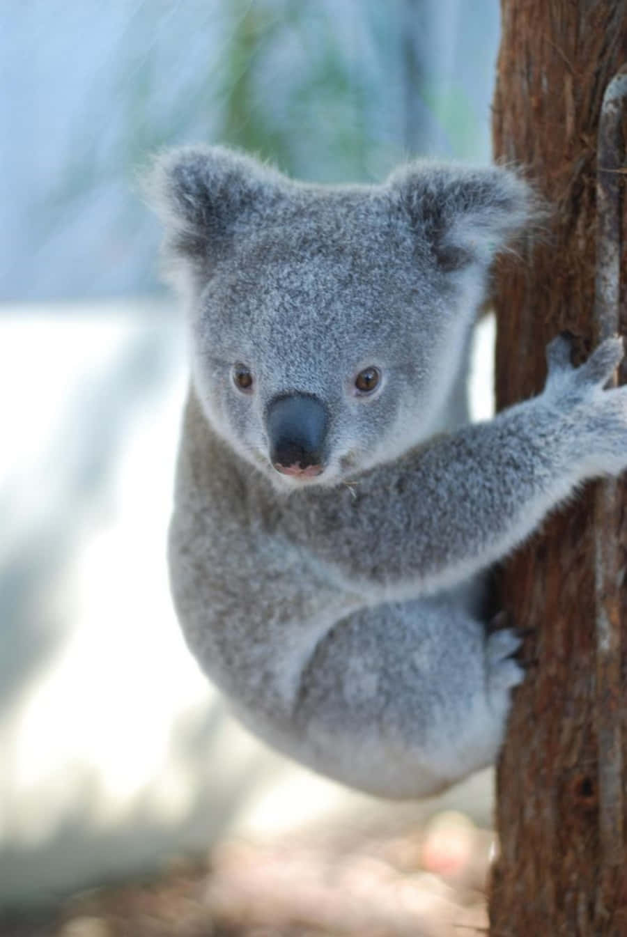 A Koala Bear Hanging From a Tree Branch