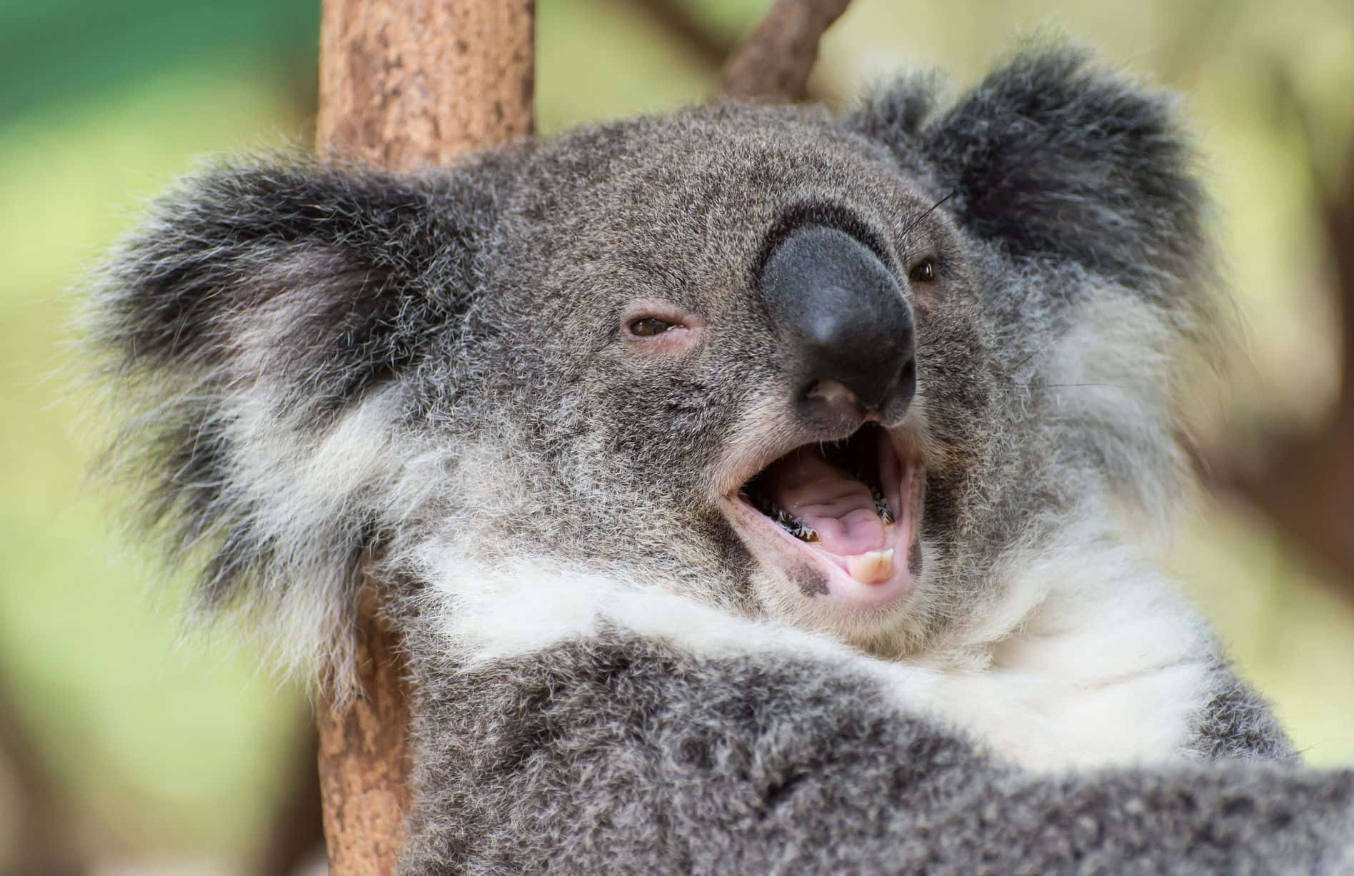 A Koala Bear relaxing amongst the Australian vegetation