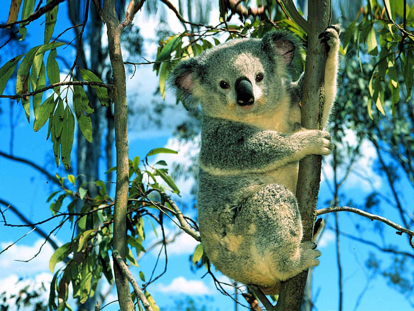 An adorable koala bear with its characteristic fluffy ears