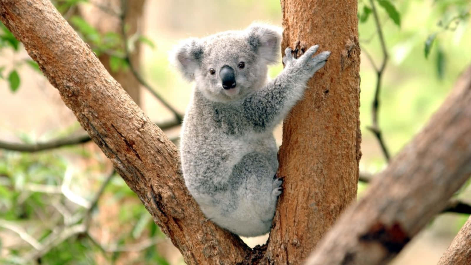 Cute Koala Bear Sitting On Tree Background, Funny Koala Picture