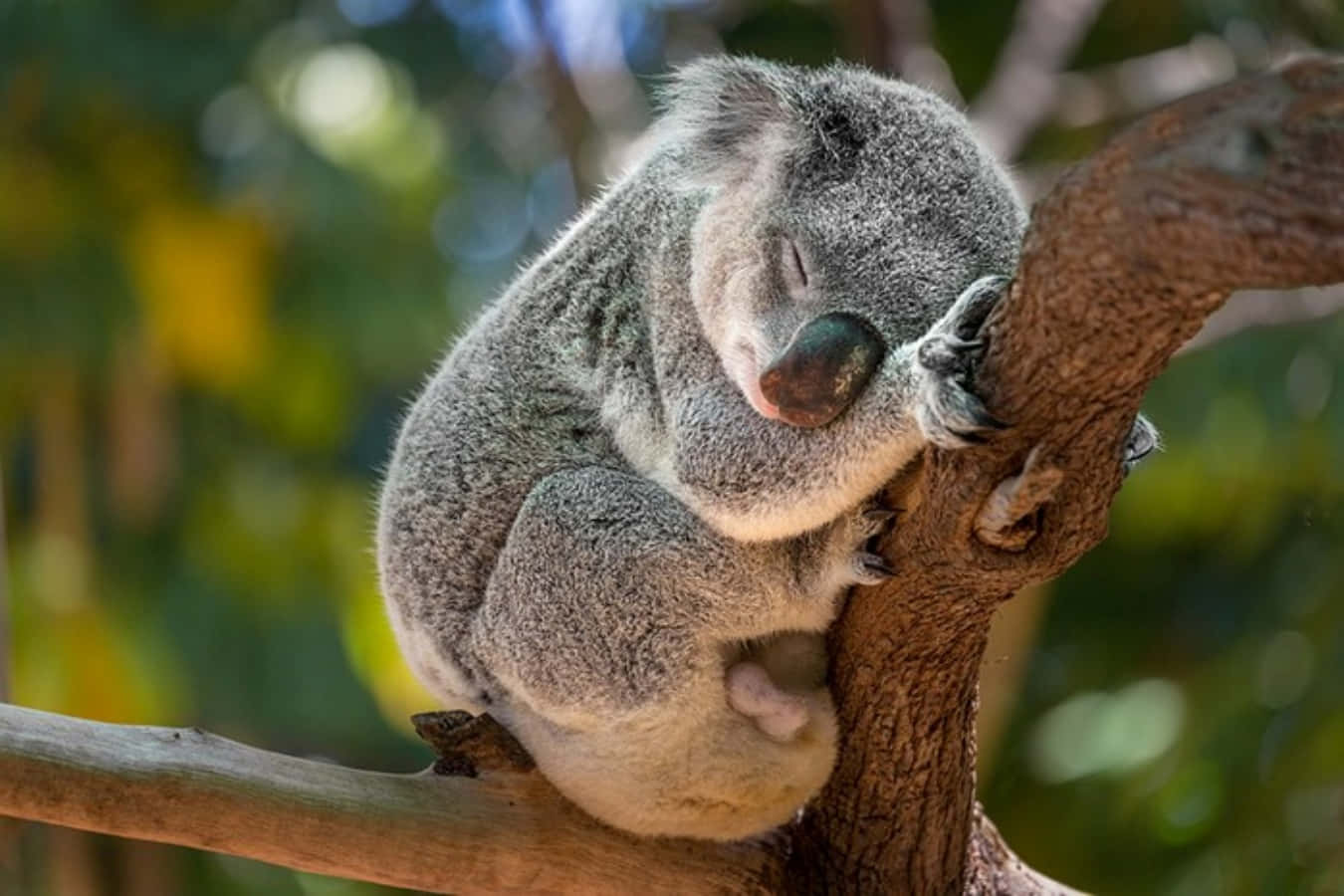 A close-up of a Koala Bear
