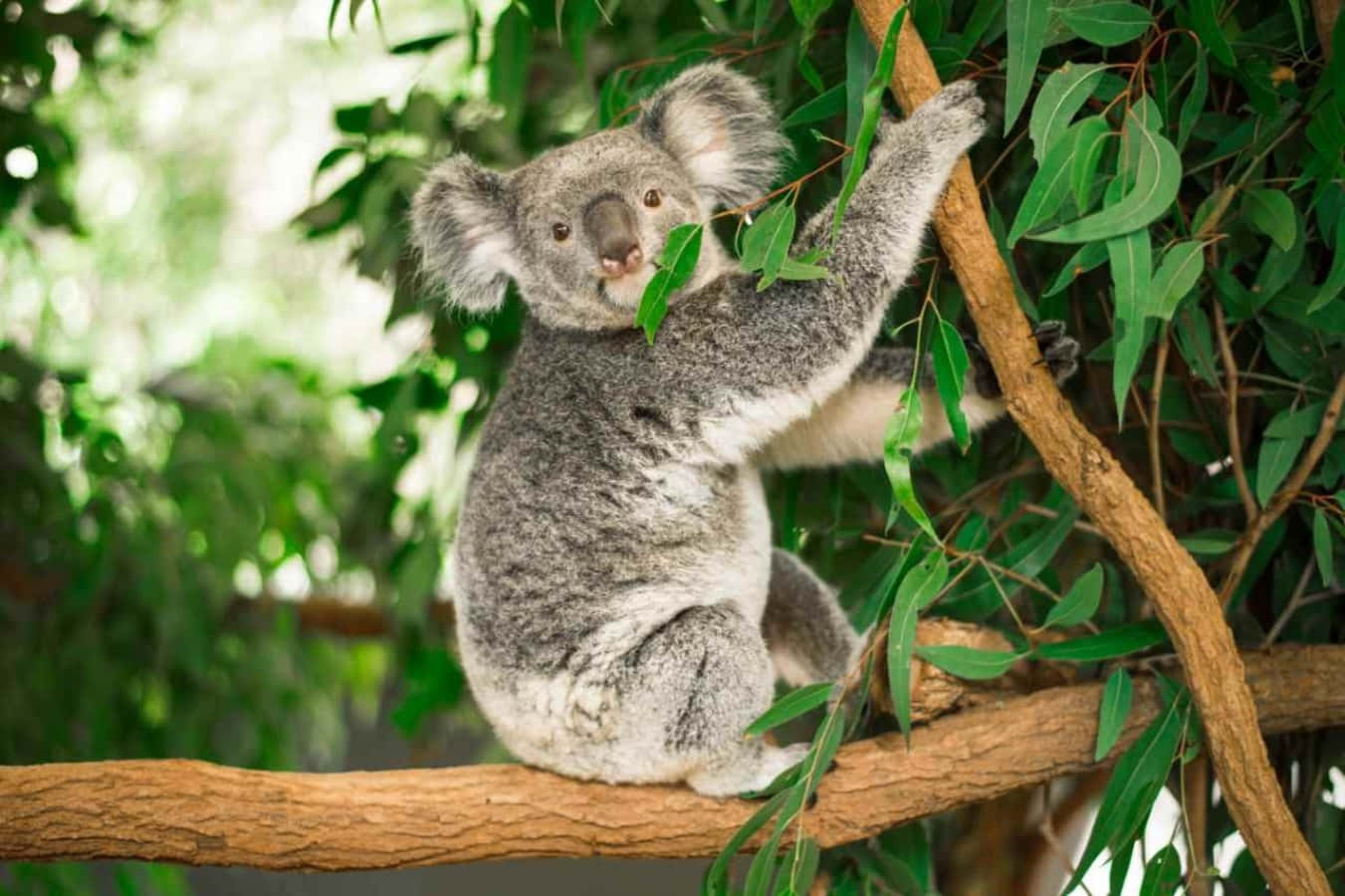 Adorable Koala Bear Hugging Its Cushion