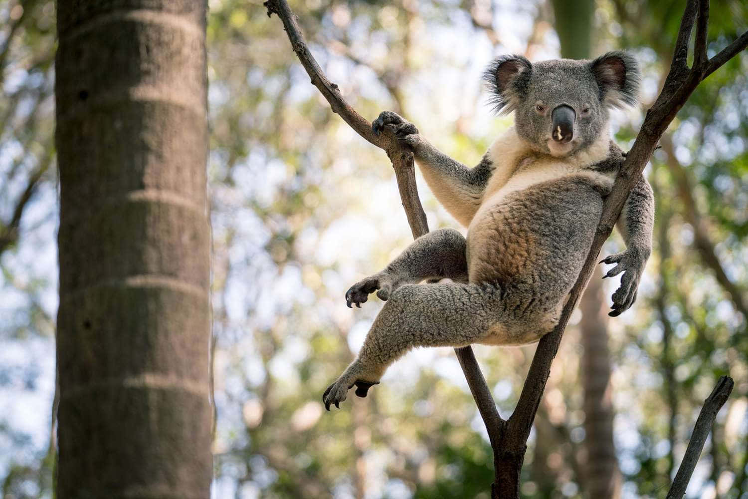 A smiling Koala eating a Eucalyptus leaf.