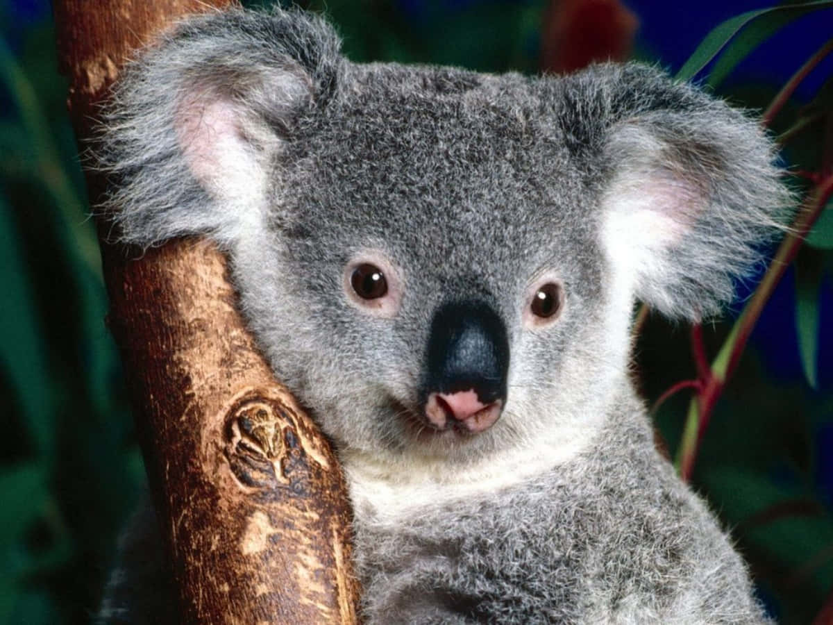 Cute and cuddly koala bear