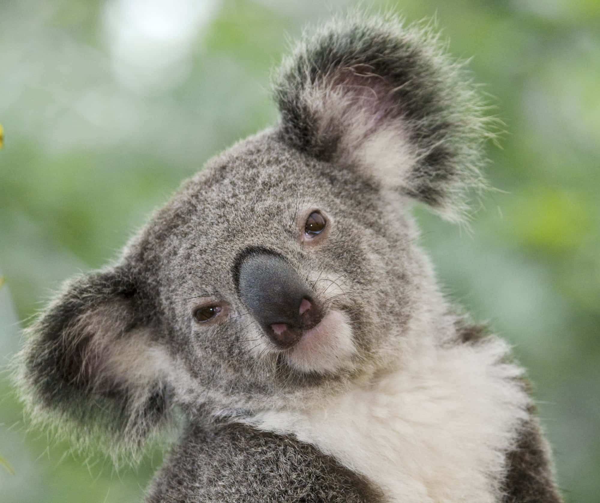 A curious koala bear explores Australia