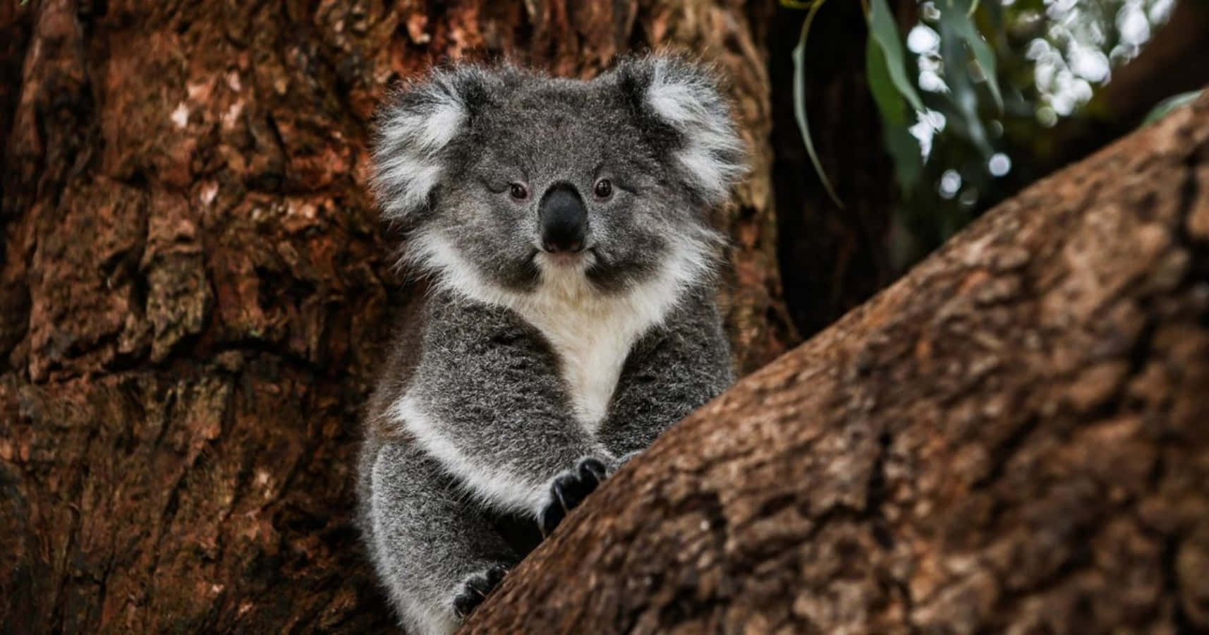 A koala bear takes a nap in a tree