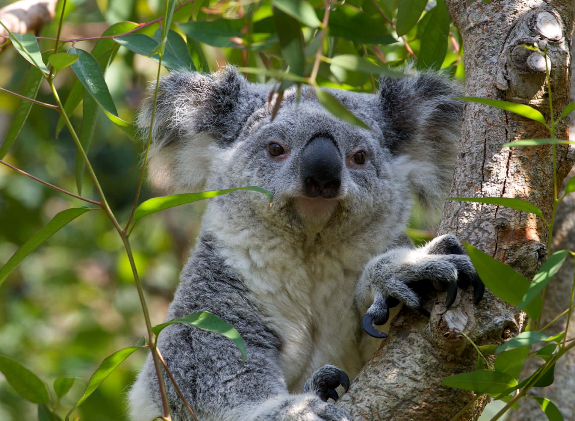 Cute Koala Bear enjoying a nap in the tree.