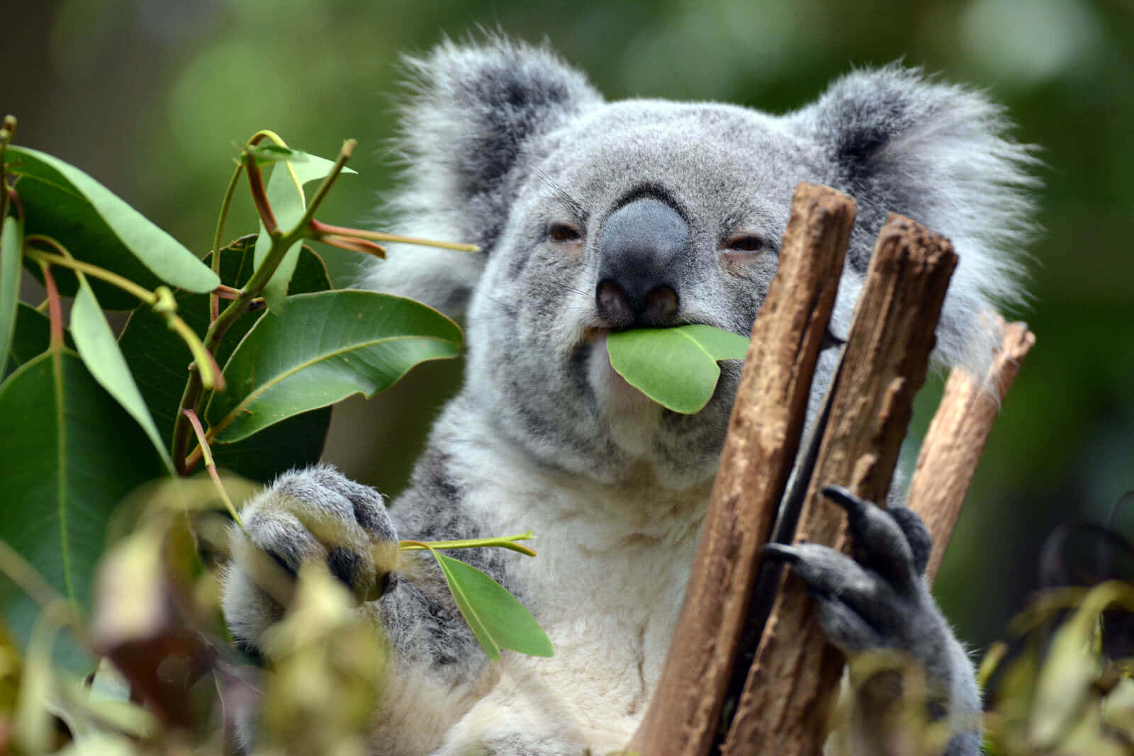 A cuddly koala bear sits atop a charming tree in Australia