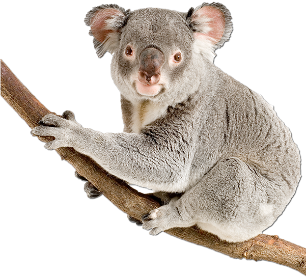 Koala Clingingto Branch PNG