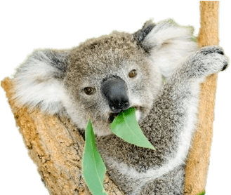 Koala Eating Eucalyptus Leaves PNG